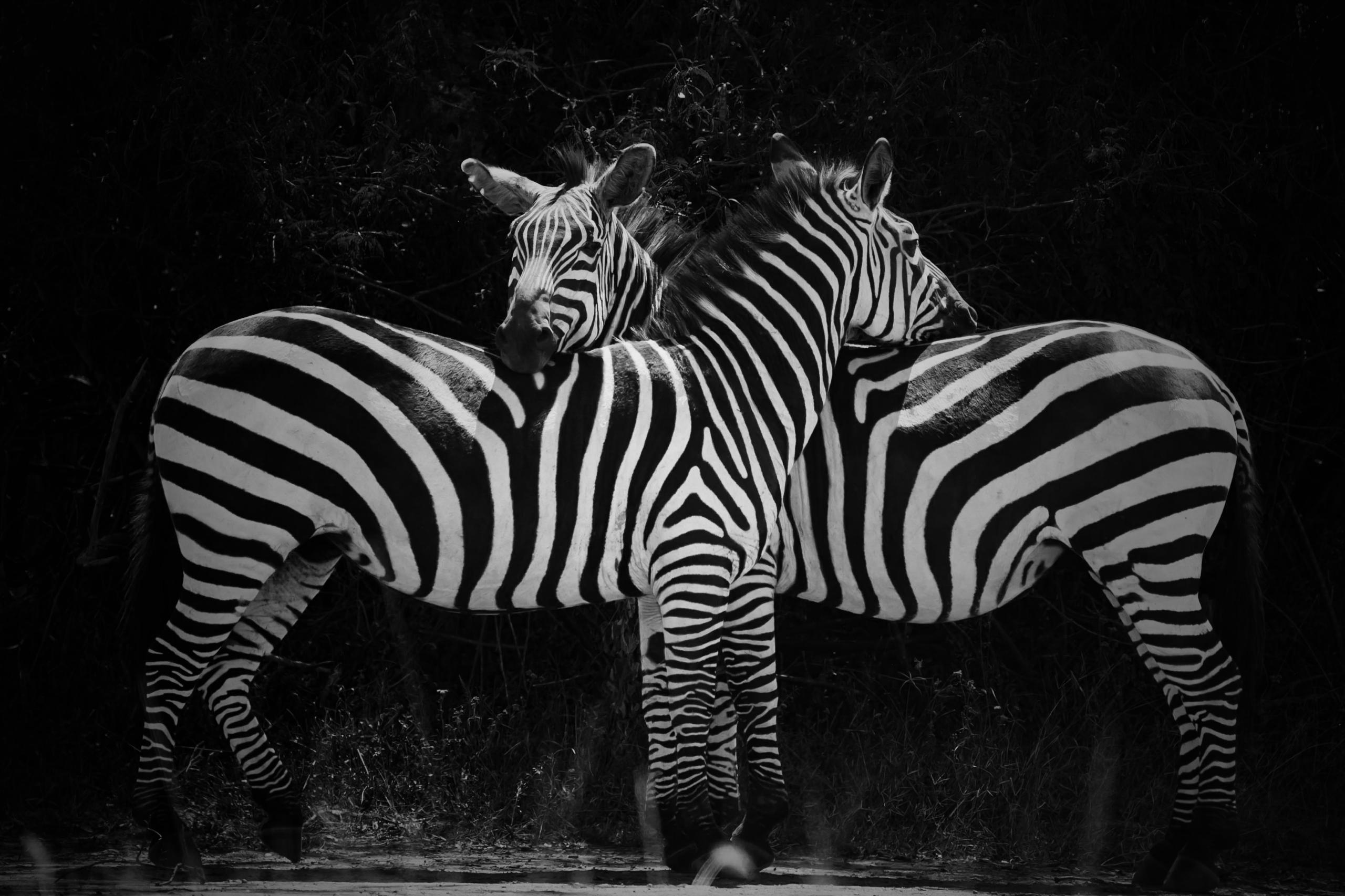 Akagera National Park wildlife safari experience (home of big five))